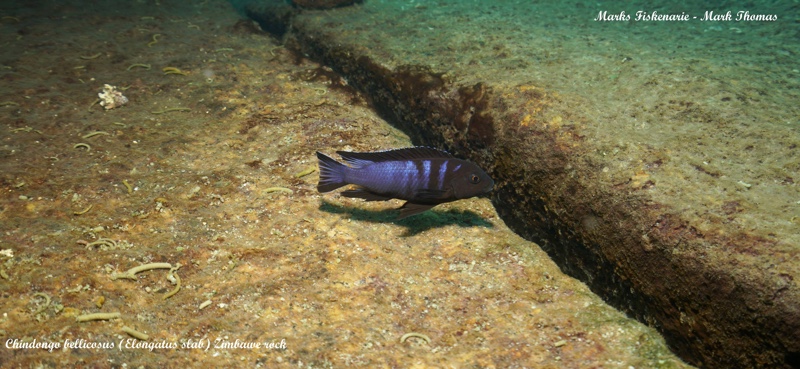 Chindongo bellicosus 'Zimbawe Rock'